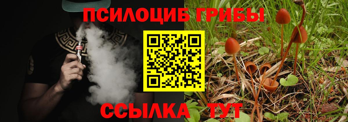 Псилоцибиновые грибы Psilocybe Петрозаводск